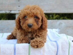 Photo of Teddy