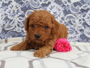 Photo of Wesley
