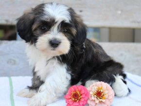 Photo of Ruby