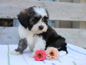 Photo of Ruby