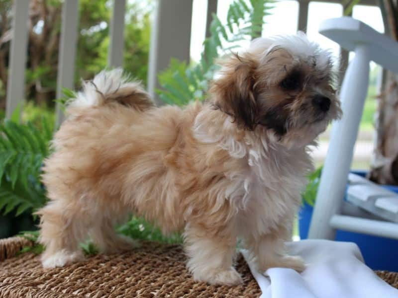 Rex, a tri-colored Shichon (Teddy Bear) puppy in Indiana.