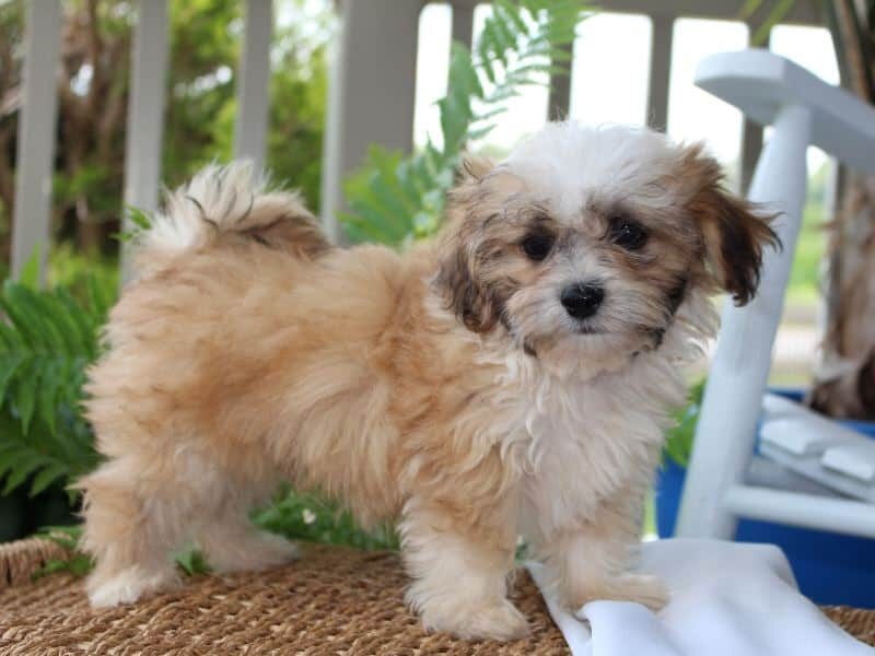 Rex, a tri-colored Shichon (Teddy Bear) puppy in Indiana.