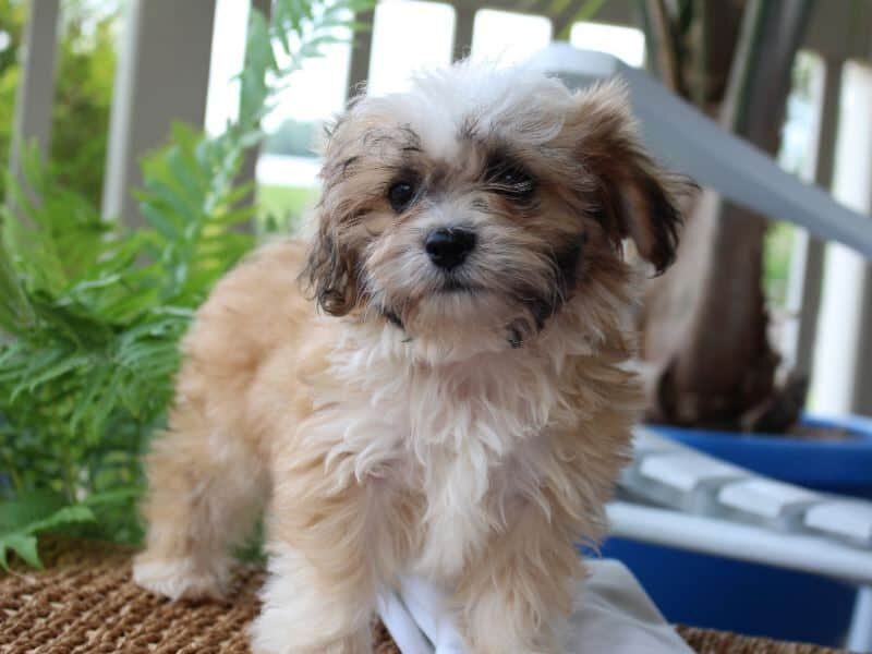 Rex, a tri-colored Shichon (Teddy Bear) puppy in Indiana.