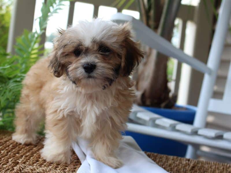 Rex, a tri-colored Shichon (Teddy Bear) puppy in Indiana.