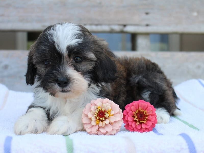Riley, a tri-colored Shichon (Teddy Bear) puppy in Indiana.