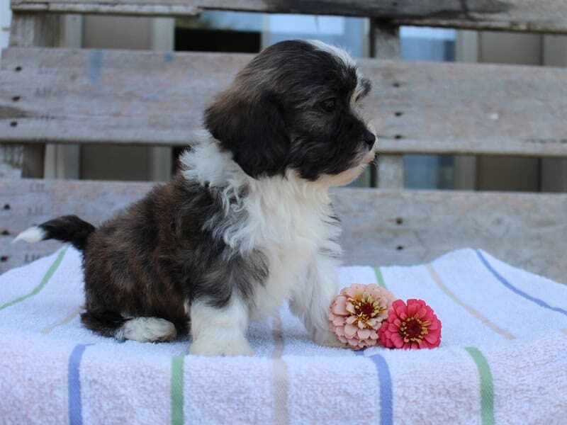 Riley, a tri-colored Shichon (Teddy Bear) puppy in Indiana.