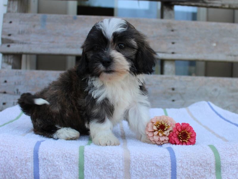 Riley, a tri-colored Shichon (Teddy Bear) puppy in Indiana.