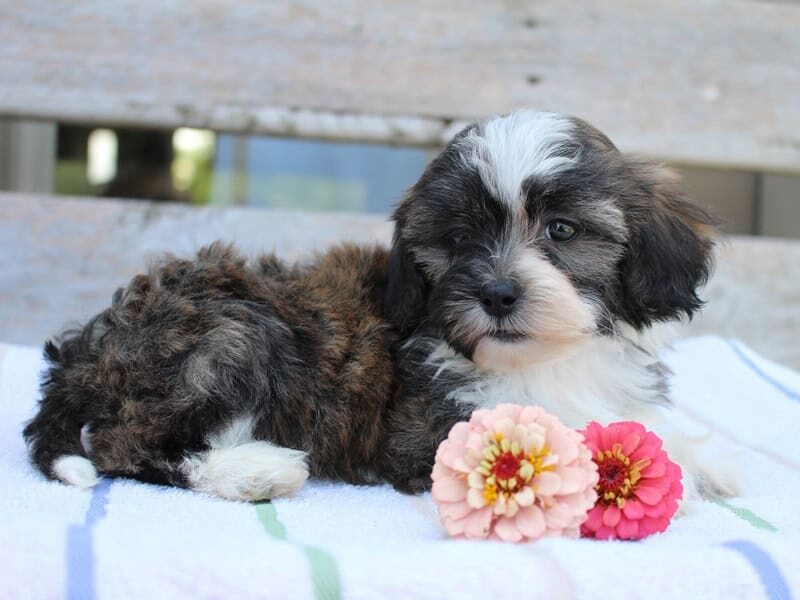 Riley, a tri-colored Shichon (Teddy Bear) puppy in Indiana.