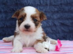 Photo2 for Rocket