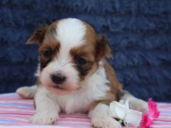 Photo3 for Rocket