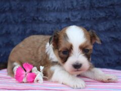 Photo4 for Rocket