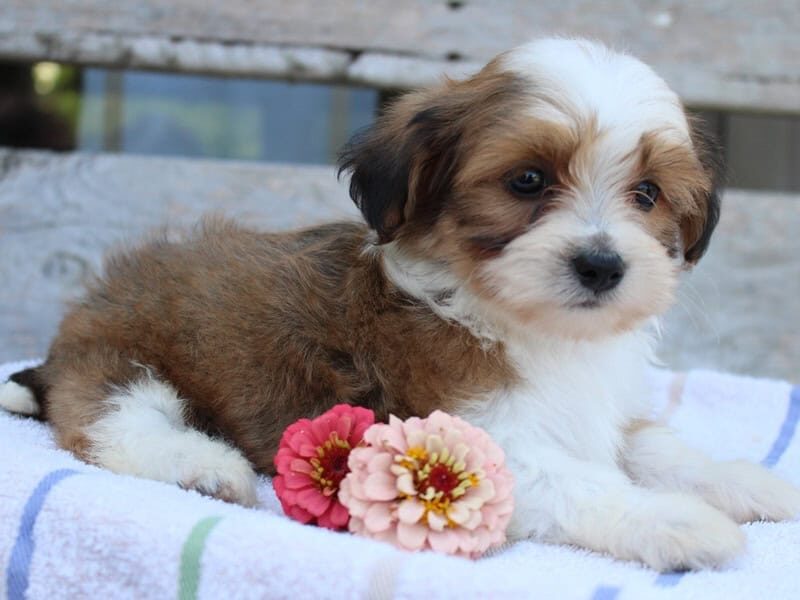 Rocket, a tri-colored Shichon (Teddy Bear) puppy in Indiana.