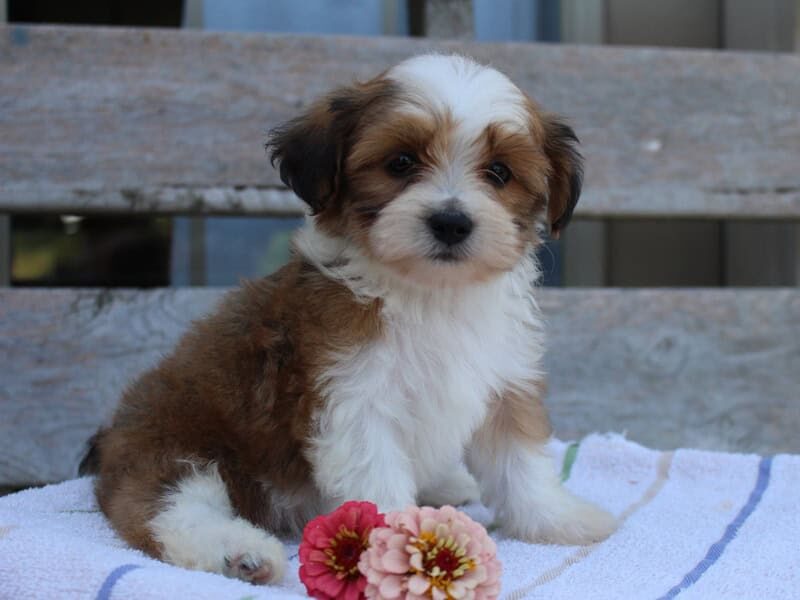 Rocket, a tri-colored Shichon (Teddy Bear) puppy in Indiana.