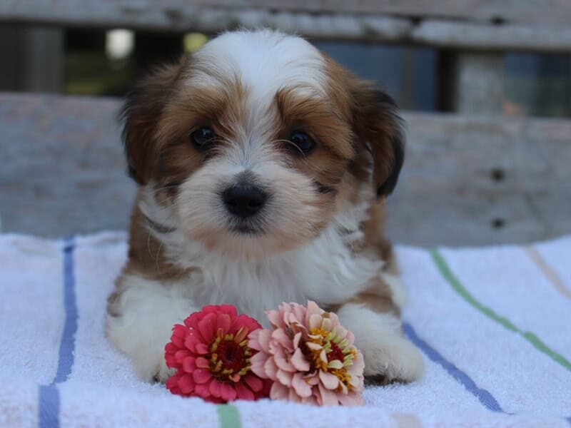 Rocket, a tri-colored Shichon (Teddy Bear) puppy in Indiana.