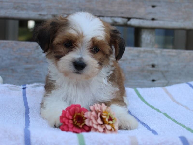 Rocket, a tri-colored Shichon (Teddy Bear) puppy in Indiana.
