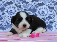 Photo1 for Ruby