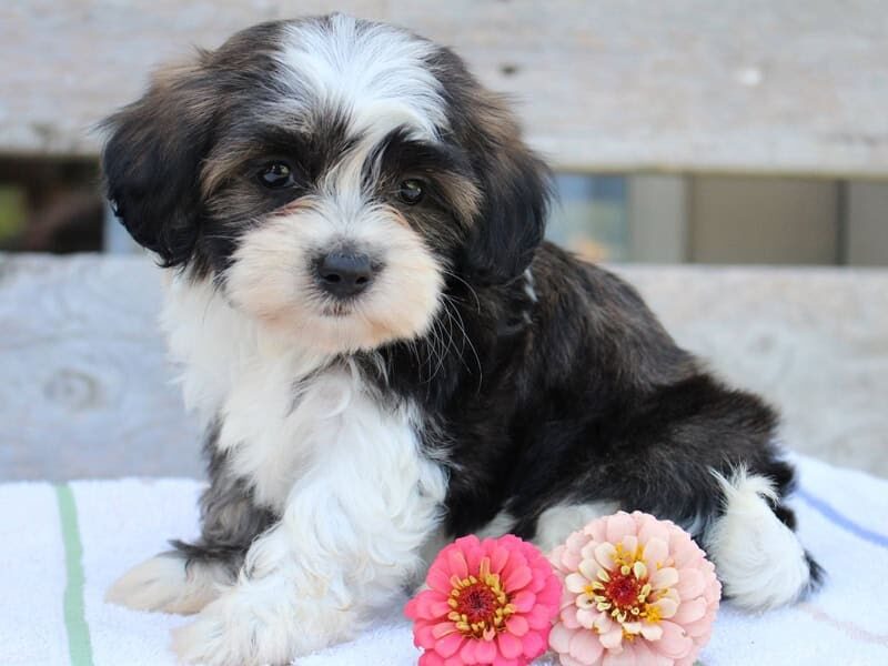 Ruby, a tri-colored Shichon (Teddy Bear) puppy in Indiana.