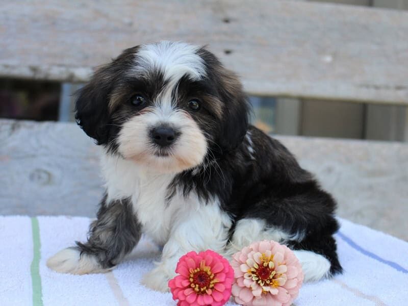 Ruby, a tri-colored Shichon (Teddy Bear) puppy in Indiana.