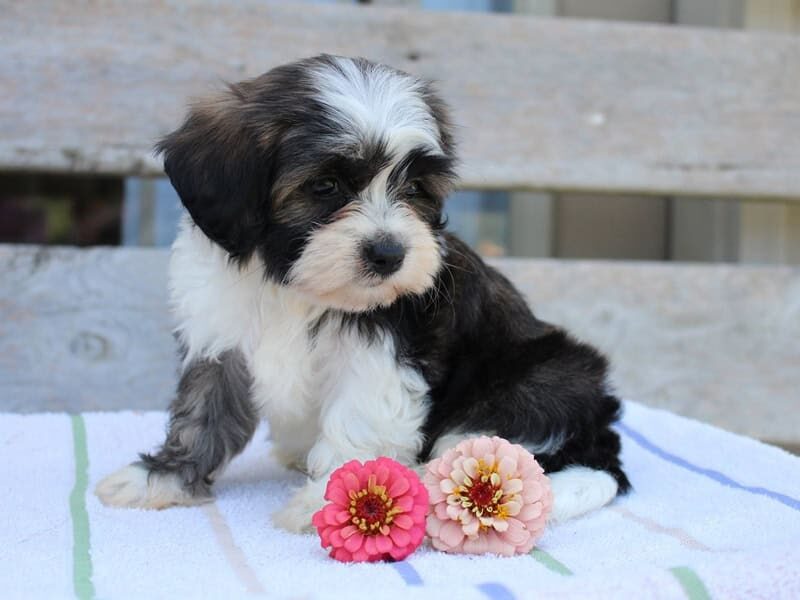 Ruby, a tri-colored Shichon (Teddy Bear) puppy in Indiana.