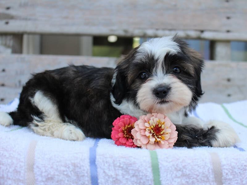 Ruby, a tri-colored Shichon (Teddy Bear) puppy in Indiana.