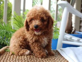 Photo of Arthur