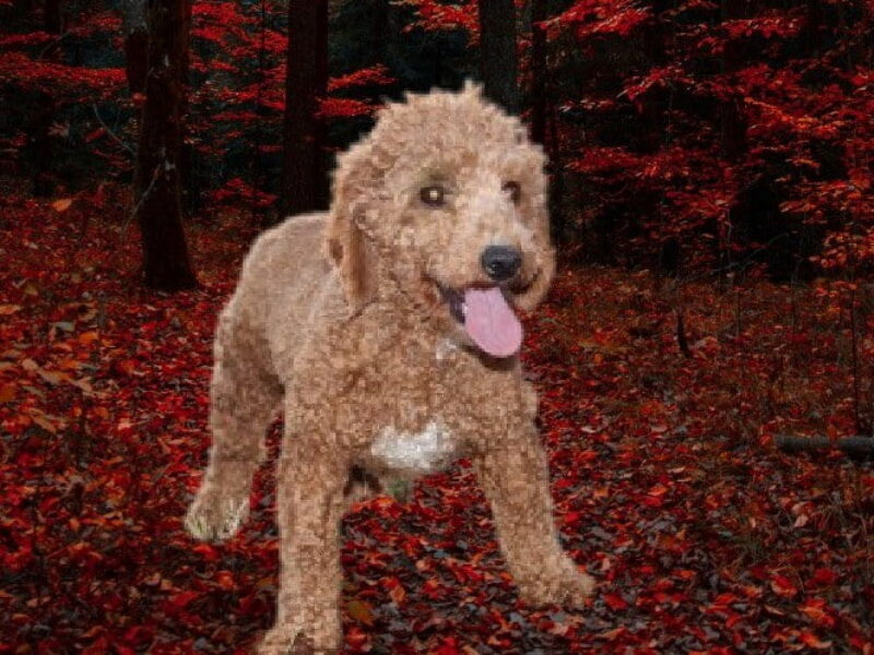 Addie, our Poodle Mini dam in Indiana.