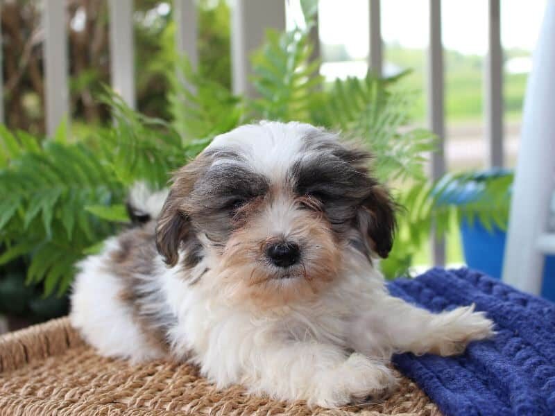 Raine, a tri-colored Shichon (Teddy Bear) puppy in Indiana.