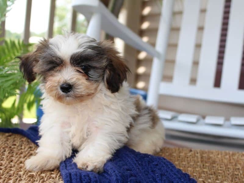 Raine, a tri-colored Shichon (Teddy Bear) puppy in Indiana.