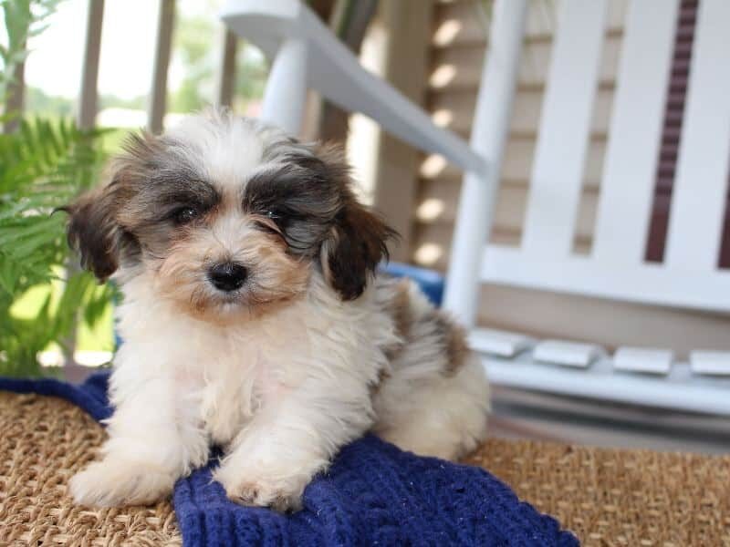 Raine, a tri-colored Shichon (Teddy Bear) puppy in Indiana.