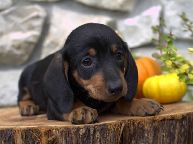Bentley, a black & tan Mini Dachshund puppy in Indiana.
