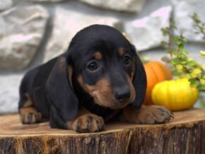 Photo of Bentley