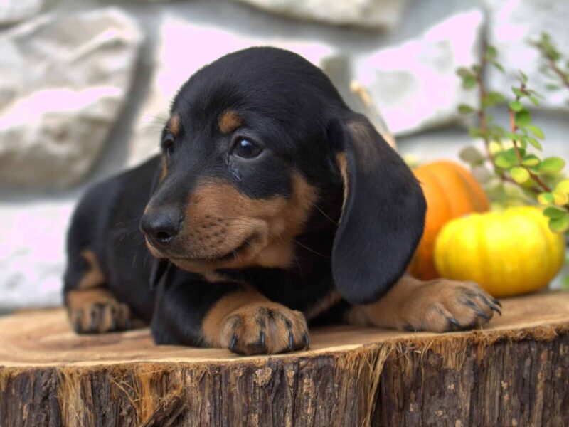 Bentley, a black & tan Mini Dachshund puppy in Indiana.