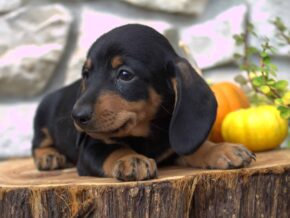 Photo of Bentley