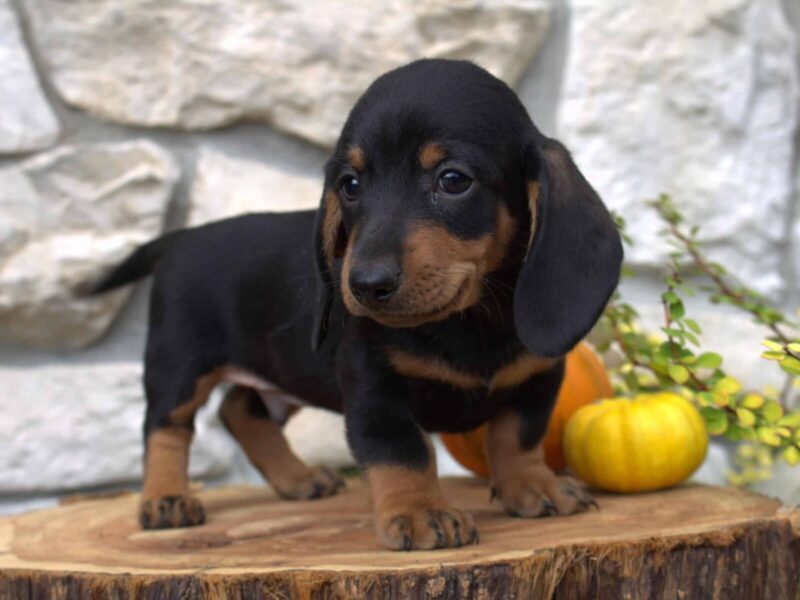 Bentley, a black & tan Mini Dachshund puppy in Indiana.