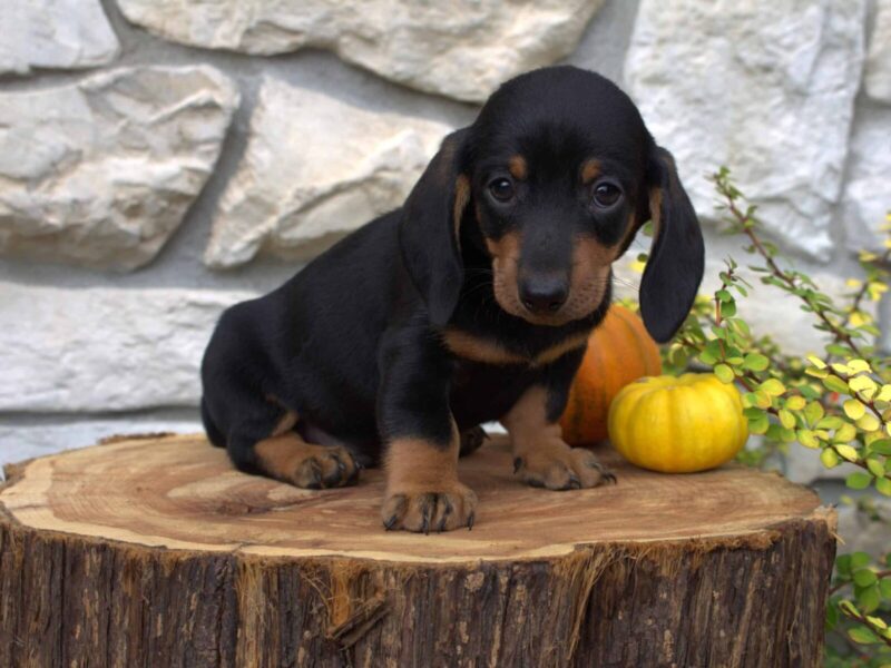 Bentley, a black & tan Mini Dachshund puppy in Indiana.