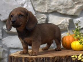 Photo of Braxton