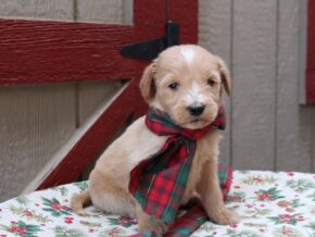 Photo of Kenzi