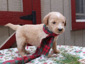 Photo of Kenzi