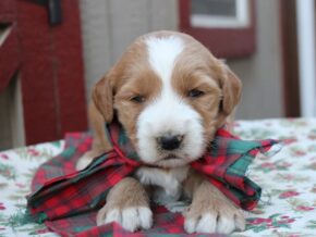 Photo of Remington