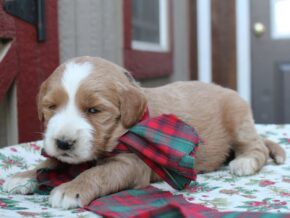 Photo of Remington
