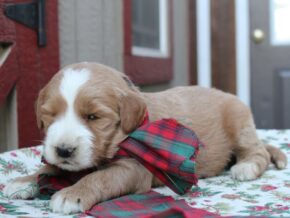 Photo of Remington