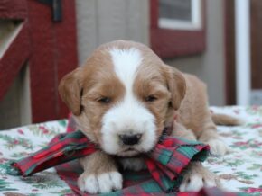 Photo of Remington