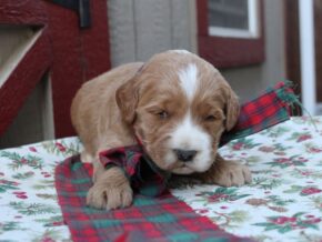 Photo of Rhylee