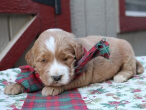 Photo of Rhylee