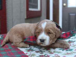 Photo of Rhylee