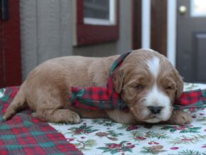 Photo of Rhylee