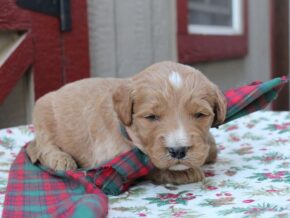 Photo of Roscoe