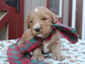 Photo of Roscoe