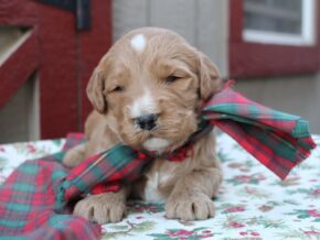 Photo of Roscoe
