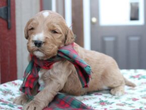 Photo of Roscoe